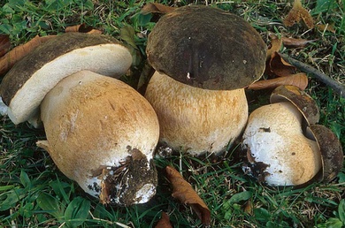 Boletus_aereus.jpg