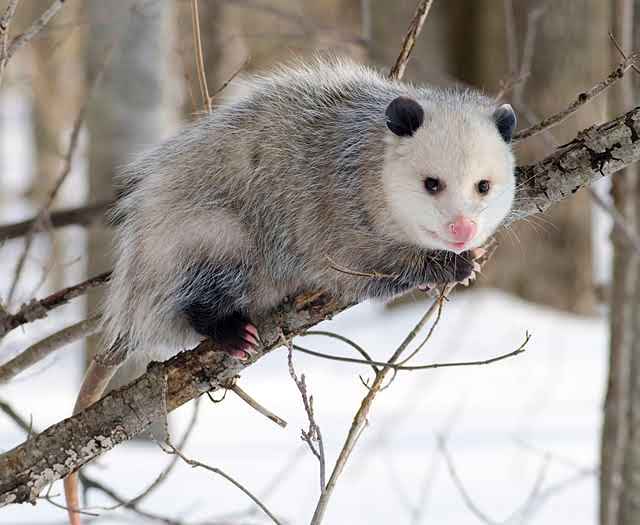opossum.jpeg